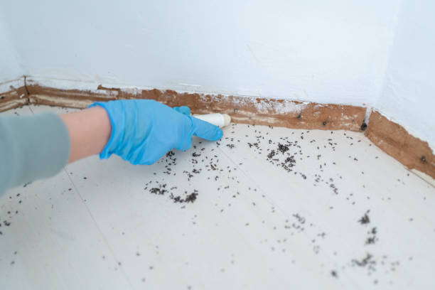 Best Affordable Pest Control Services  in Gleed, WA